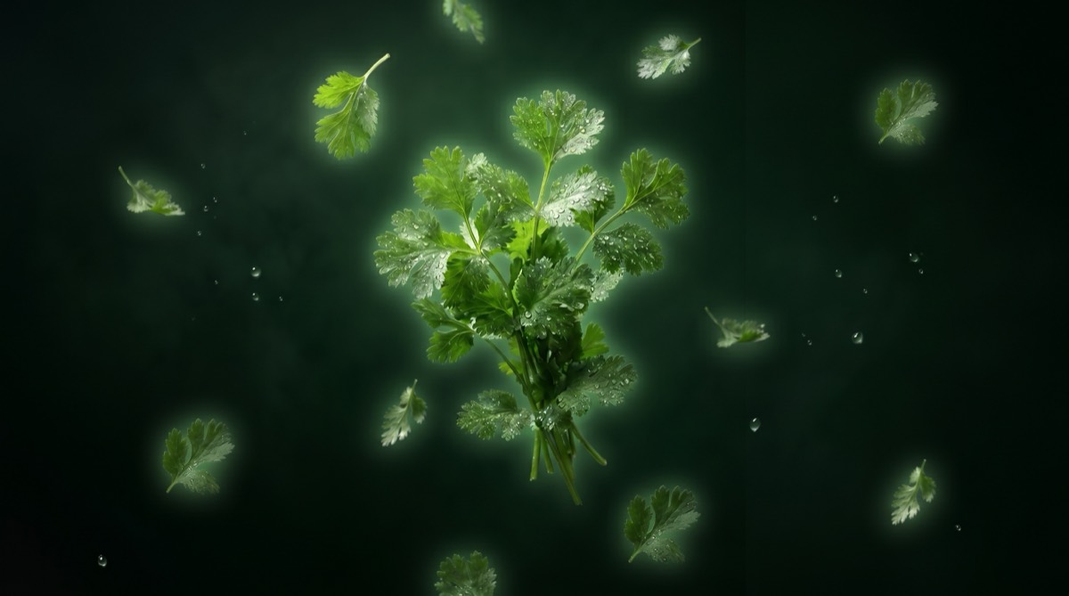 Cilantro
